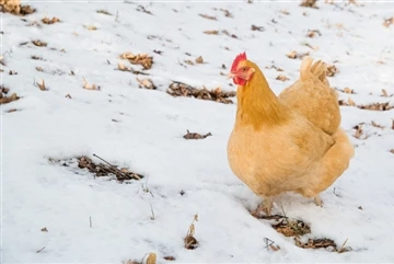 冬のニワトリにとって寒すぎるのはどのくらいの寒さですか?