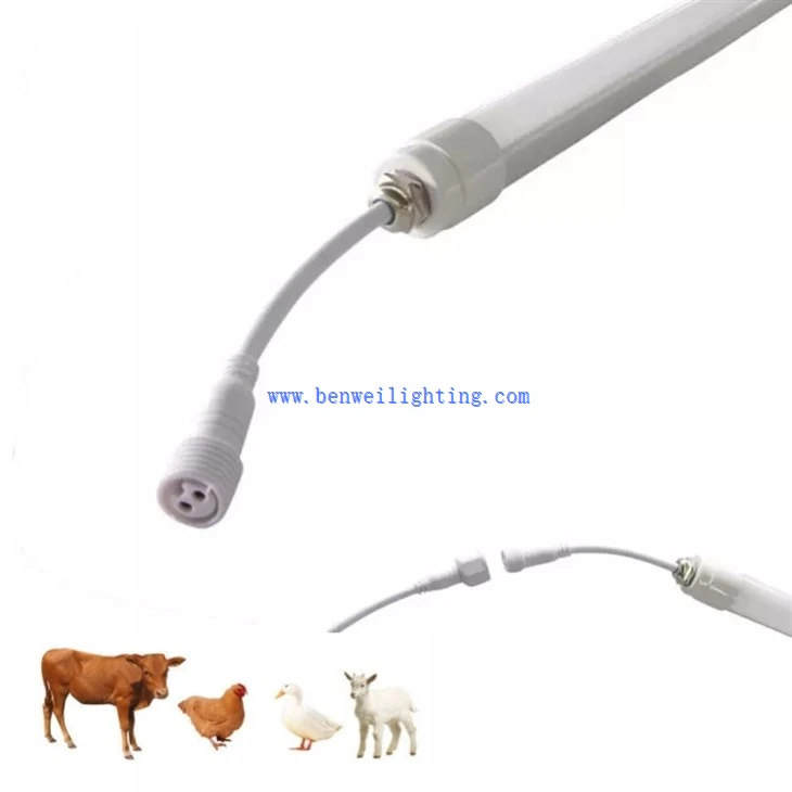 lighting in poultry houses