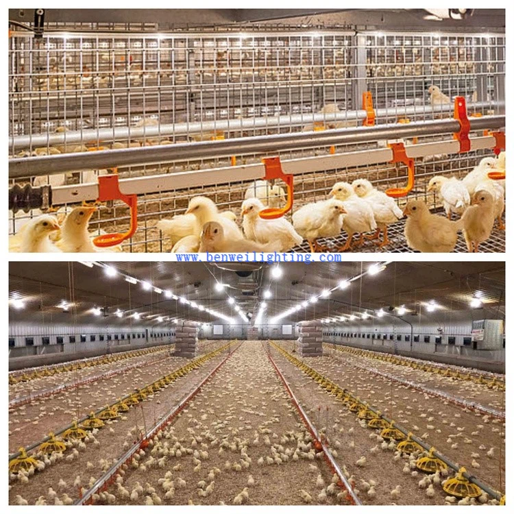 poultry farm light 33